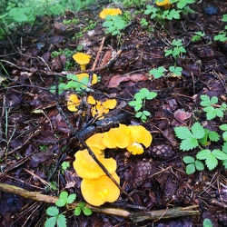 Pilze des Fichtelgebirges